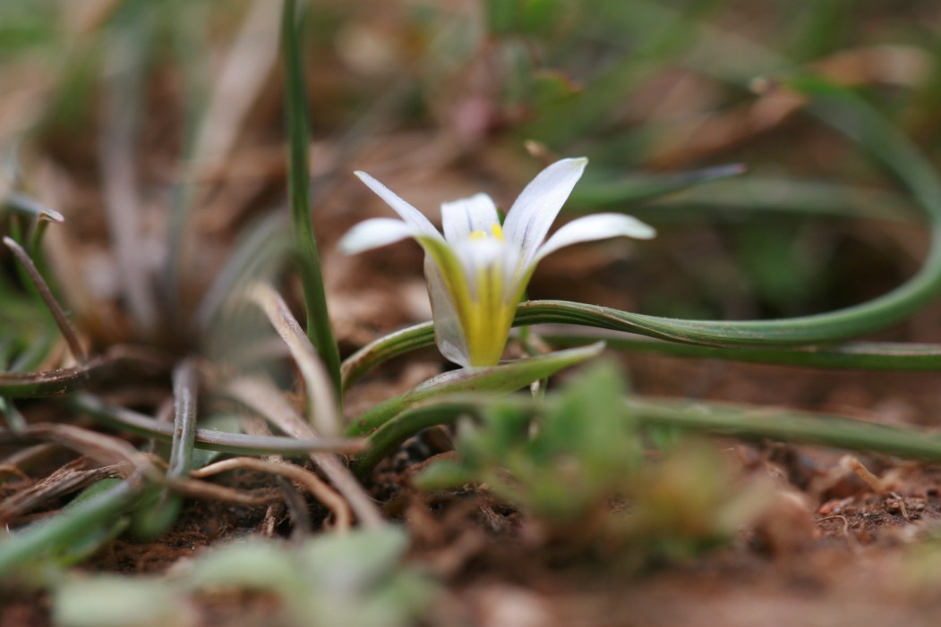 Romulea ramiflora dalla sardegna